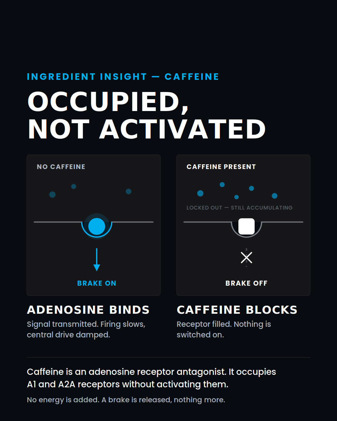 Adenosine binds and transmits the fatigue signal. Caffeine fills the same receptor without activating it, releasing the brake.