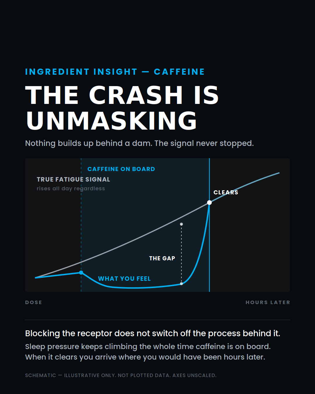 Sleep pressure rises continuously while caffeine masks it. When caffeine clears, perceived fatigue climbs steeply to meet the true signal. That gap is the crash.